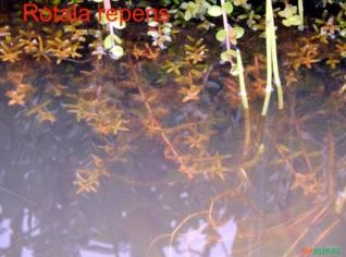 Rotala repens - Planta Aquática para Aquários