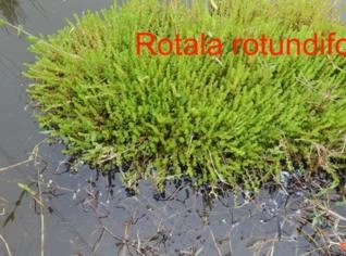 Rotala rotundifolia - Planta Aquática Tropical
