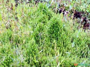 Rotala sp. - Planta Aquática Versátil e Fácil