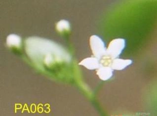 Samolus sp - Planta Aquática Resistente