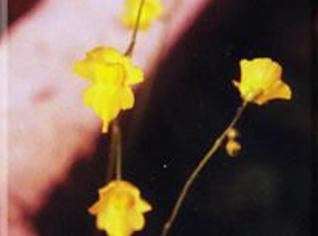 Utricularia sp. - Planta Aquática Submersa