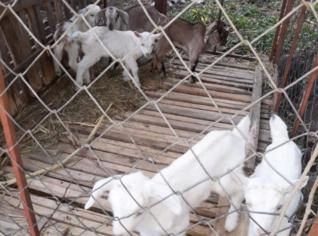 Cabrito Saanen Desmamado - Nascimento 2025