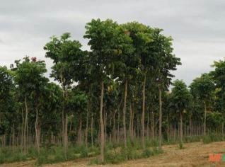 Floresta de Mogno Africano - 10 anos