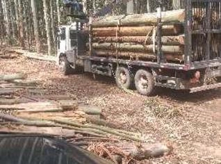 Compra de Mato de Eucalipto em Toras