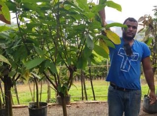 Cacau Produzindo 2,5 Metros - Unidade