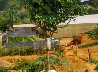 Laranja Bahia com 2,5 m - Unidade