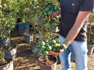 Laranja Lima 2m já Produzindo - Unidade