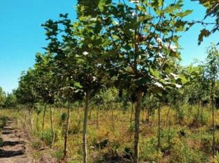 Mudas de Platanus com 3 metros de altura