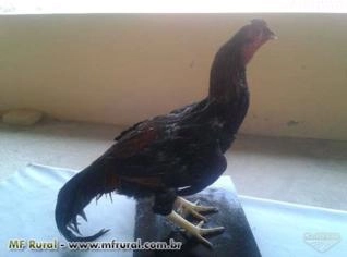 Galo Índio Empalhado Azul Escuro - Decoração Rústica