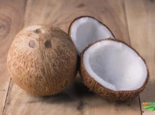 Compramos Coco Fruta Seco para Indústria