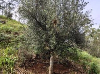 Oliveiras Adultas à Venda