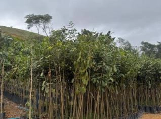 Mudas de Árvores Nativas em Dona Euzébia - MG
