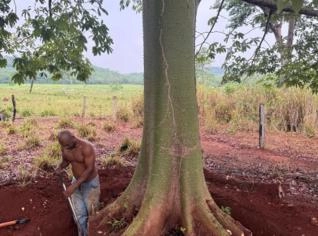 Samauma - Grande porte para venda
