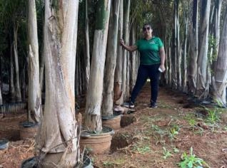 Palmeira Imperial - Aprecie o Verde em Cataguases