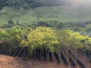 Muda de Ipê - Belém, PA