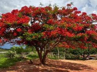 Flamboyants Adultos para Paisagismo
