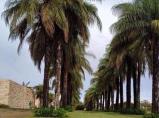 Macaúba - Palmeira para Paisagismo em MG