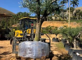 Oliveiras Centenárias em Cataguases - R$12.000