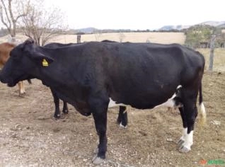 Vacas Leiteiras - Venda de Vacas Paridas