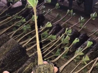 Mudas de Teca - Pronta Entrega em Anápolis