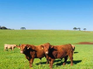 Reprodutores Red Angus PO