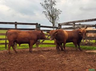Reprodutores Red Angus PO - Campo Erê, SC