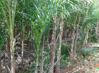 Palmito Guariroba IN NATURA - Sabor Amargo Único