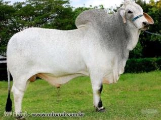 Venda de touros Brahman P.O. de alta qualidade