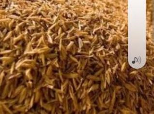 Palha de Arroz para Avicultura