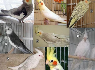 Calopsita Mansa Filhote - Diversas Cores