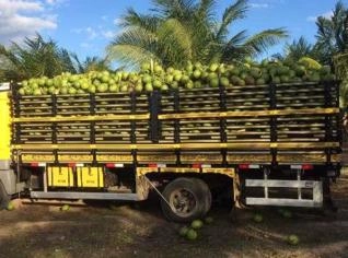 Coco Verde Irrigado - Qualidade Direto do Produtor
