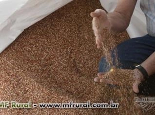 Sorgo Saco - Entregas a partir de 30 toneladas