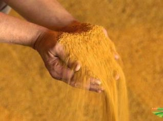 Farelo de Milho DDG S Proteico para Nutrição Animal
