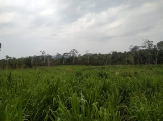 Fazenda Vale do Curuá - 5.000 Hectares em Altamira PA