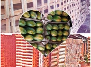 Caixas de Madeira para Frutas - Qualidade e Preço BA