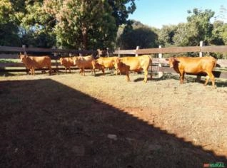 Lote de 09 Vacas Caracu Registradas - Geração 2019