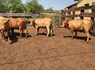 Lote de 07 Vacas Caracu Registradas