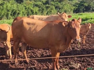 Lote de 06 Vacas Caracu Registradas - SP
