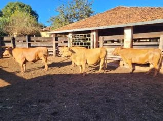 Vacas Caracu Registradas - Geração 2020 e 2021