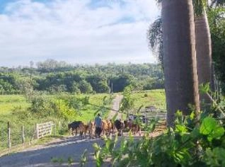 Venda de Vacas de Leite Girolando - Oferta Imperdível a partir de R$ 5.000