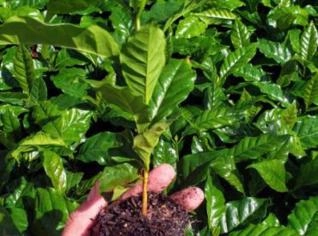 Mudas de Café Arábica Registradas - Monte Carmelo