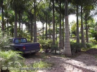 Muda de Palmeira Imperial para Paisagismo - Planta Vigorosa e Adulto