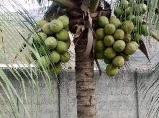 Mudas de Coco Anão - Ótima Qualidade em Nova Iguaçu