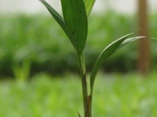 Mudas de Pupunha para Plantio