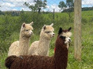 Lhamas e Alpacas com Atestado Veterinário