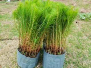 Mudas de Pinus Elliottii para Produção de Resina