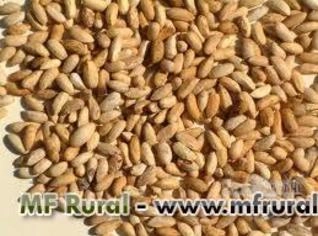 Sementes de Nim Indiano 1kg - Safra 2025, 80% Germinação