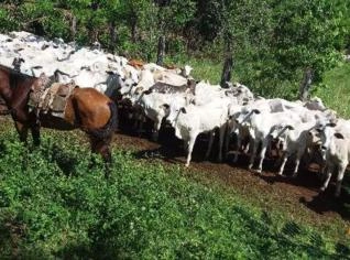 Rancho Ferradura: 200ha de Terras Rurais em MT