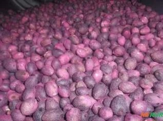 Sementes de Pupunha Lisa 1kg - Alta Germinação