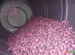 Sementes de Pupunha 2kg - Lisa